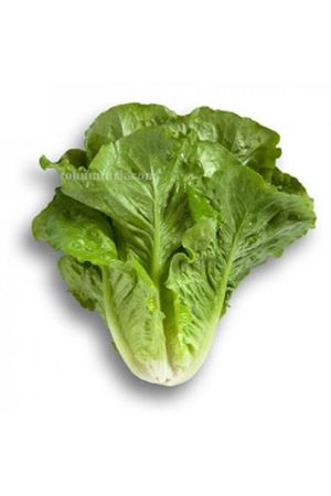 Cervantes Rz ( 41-16 ) Yedikule Marul Tohumu