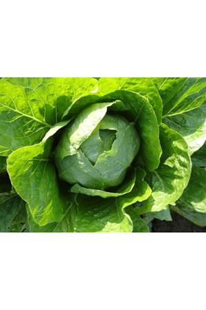 Nissena Yedikule Marul