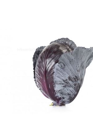 Red Charisma Rz F1 ( 28-305)