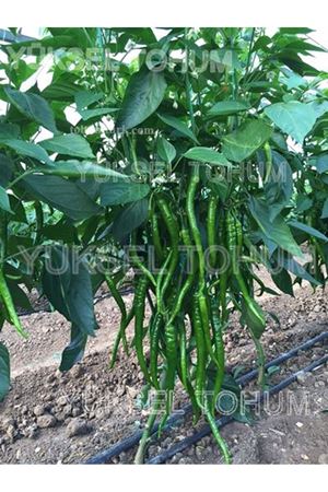 Akra F1 İnce Sivri Biber Tohumu