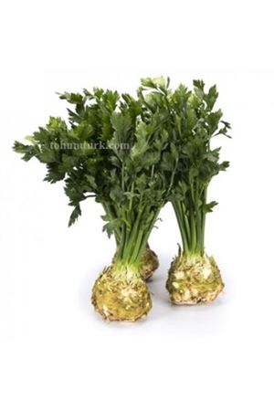 President Rz Kök Kereviz Tohumu