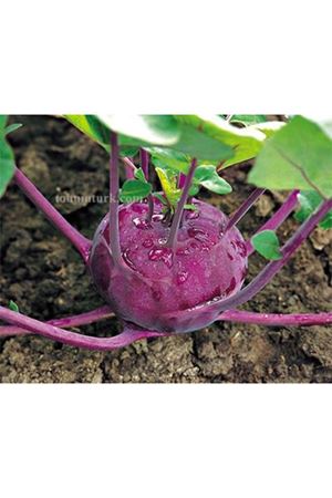 Kolibri F1 Mor Alabaş Tohumu