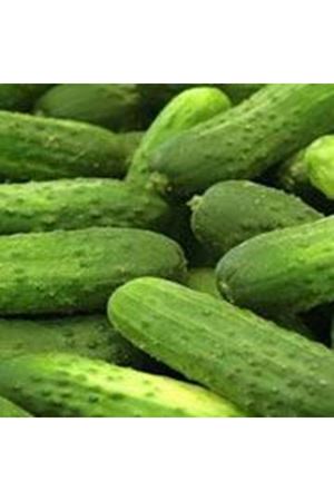 Ekol Turşuluk Hıyar