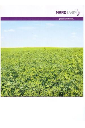 GEA YONCA TOHUMU 25 KG AMBALAJLARDA