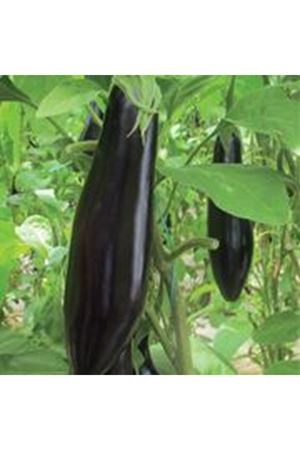 Hünkar F1 Uzun Patlıcan