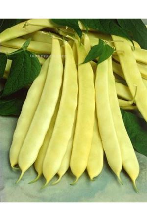 Özbal  Oturak Bodur Fasülye Tohumu