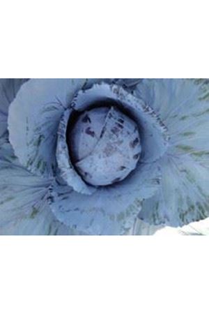 Drogba F1  Kırmızı Lahana 90 - 100 Günlük