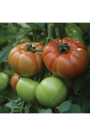 Delgado F1 Beef Domates