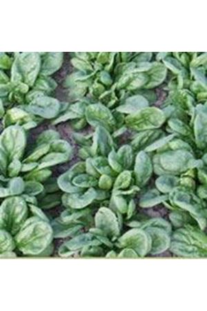 San Felix  Erkenci Ispanak Tohumu