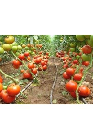 Desperado F1 Beef Domates