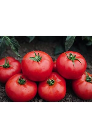 Tomsk F1 Sofralık Oturak Domates Tohumu