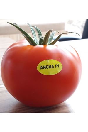 Ancha F1 Domates Tohumu