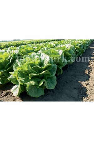 Verepaz Yedikule Marul Tohumu