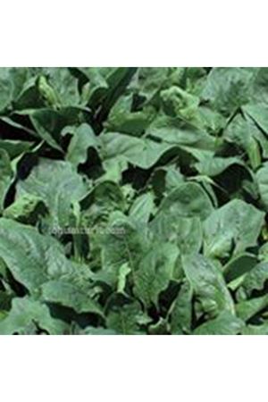 El Rancho F1 Ispanak Tohumu