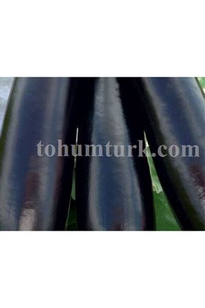 Dobar F1 Patlıcan Tohumu