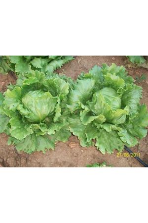 Papiro  İceberg Marul 55 - 75 Günlük