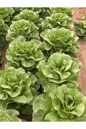 Paspartu Yedikule Tipi Marul Tohumu