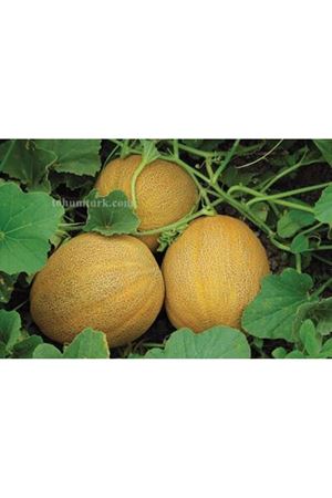 Napolyon F1 Galia Tipi Kavun Tohumu