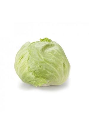 Silvinas Rz ( 45-74 ) İceberg Tohumu