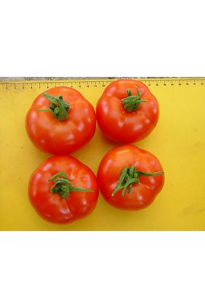 Atak F1 Domates Tohumu