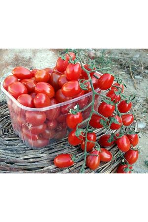 Sindirella F1  Çeri Domates Tohumu