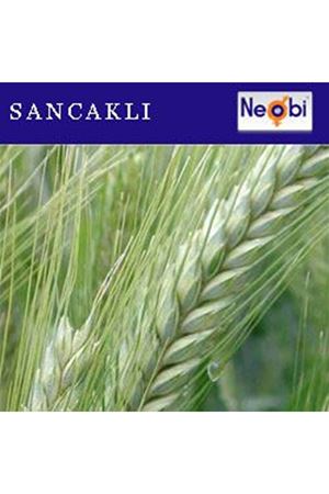Sancaklı Tritikale Tohumu