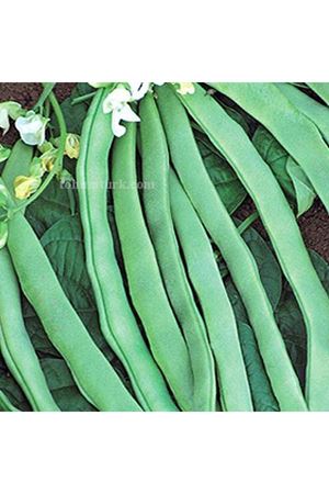 Alman Ayşe Fasülye Tohumu( Biotek)