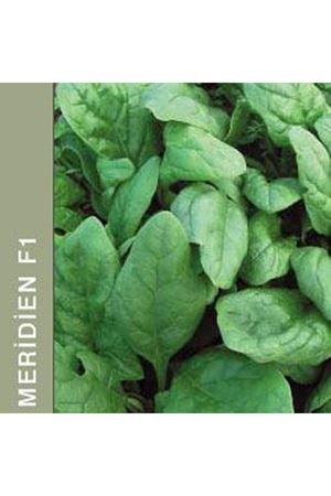 Meridien F1  Ispanak Tohumu