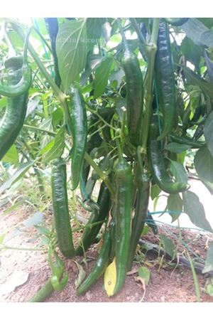 Lobna F1 Acı Sivri Biber Tohumu