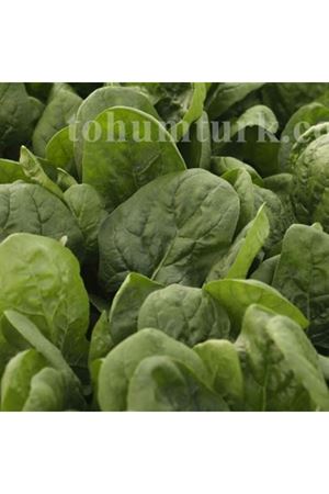 El Real Ispanak Tohumu