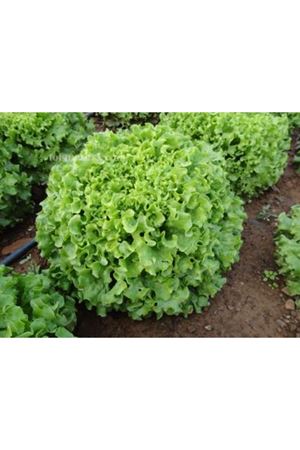 Fanela Kıvırcık Marul Tohumu