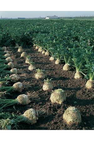 Brillant Kök Kereviz Tohumu , Ambalaj : 10 Bin Adet Tohum