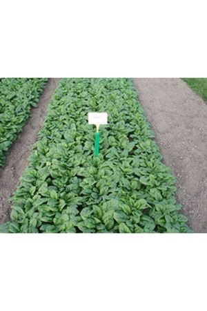 Regiment F1 42-44 Günlük Ispanak