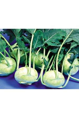 Konmar F1 Beyaz Alabaş Tohumu