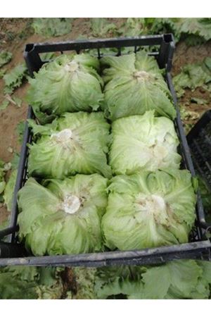 Saula İceberg Marul 55 - 75 Günlük