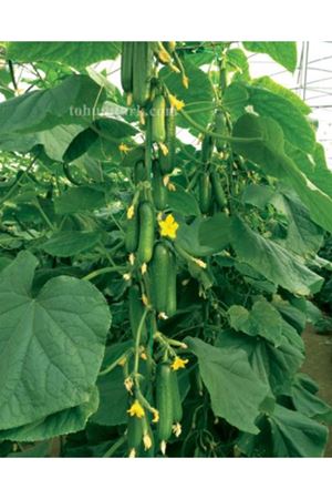 Teksin F1 Sırık Hıyar Tohumu