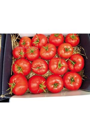 Delba F1 Oturak Domates Tohumu