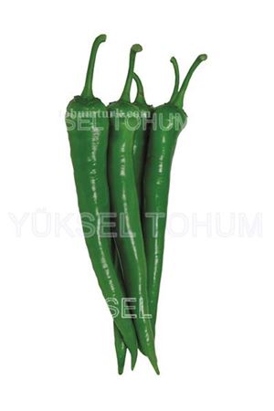 Birince F1 İnce Sivri Biber Tohumu