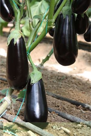 40 70 F1 Topan Patlıcan Tohumu