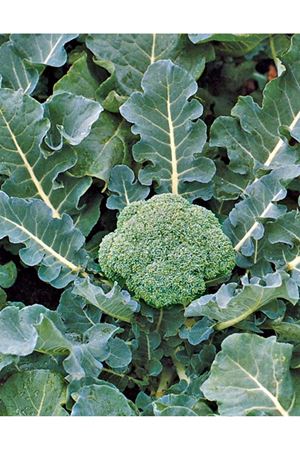 Beaumont F1 90 - 95 Günlük Brokoli