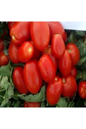 Chicago F1 Sanayilik Domates