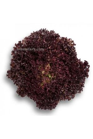 Cencibel Rz ( 85-97 ) Koyu Kırmızı (Triple) Renkli Lollo Rossa Marul Tohumu