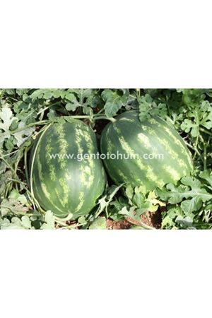 Joker F1 Karpuz Tohumu