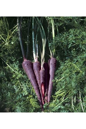 Purple Rain F1  Nantes Tipi  Mor Havuç