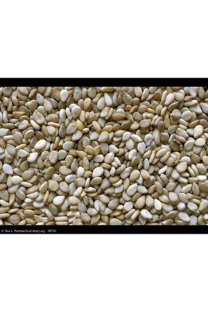 Yerli Susam Tohumu Sertifikalı