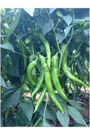 Mostar F1 Tatlı Sivri Biber Tohumu
