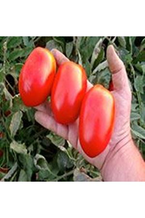 Fonzix F1 Sanayilik Domates