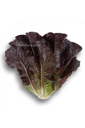 Thurinus Rz ( 41-108 ) Yedikule Tipi Marul Tohumu