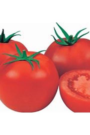 Newton Tekli Standart Domates