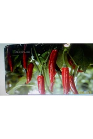 Amando F1 Şili Acı Biber Tohumu